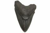Fossil Megalodon Tooth - South Carolina #214742-1